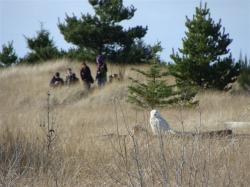 Snowy owl and audience